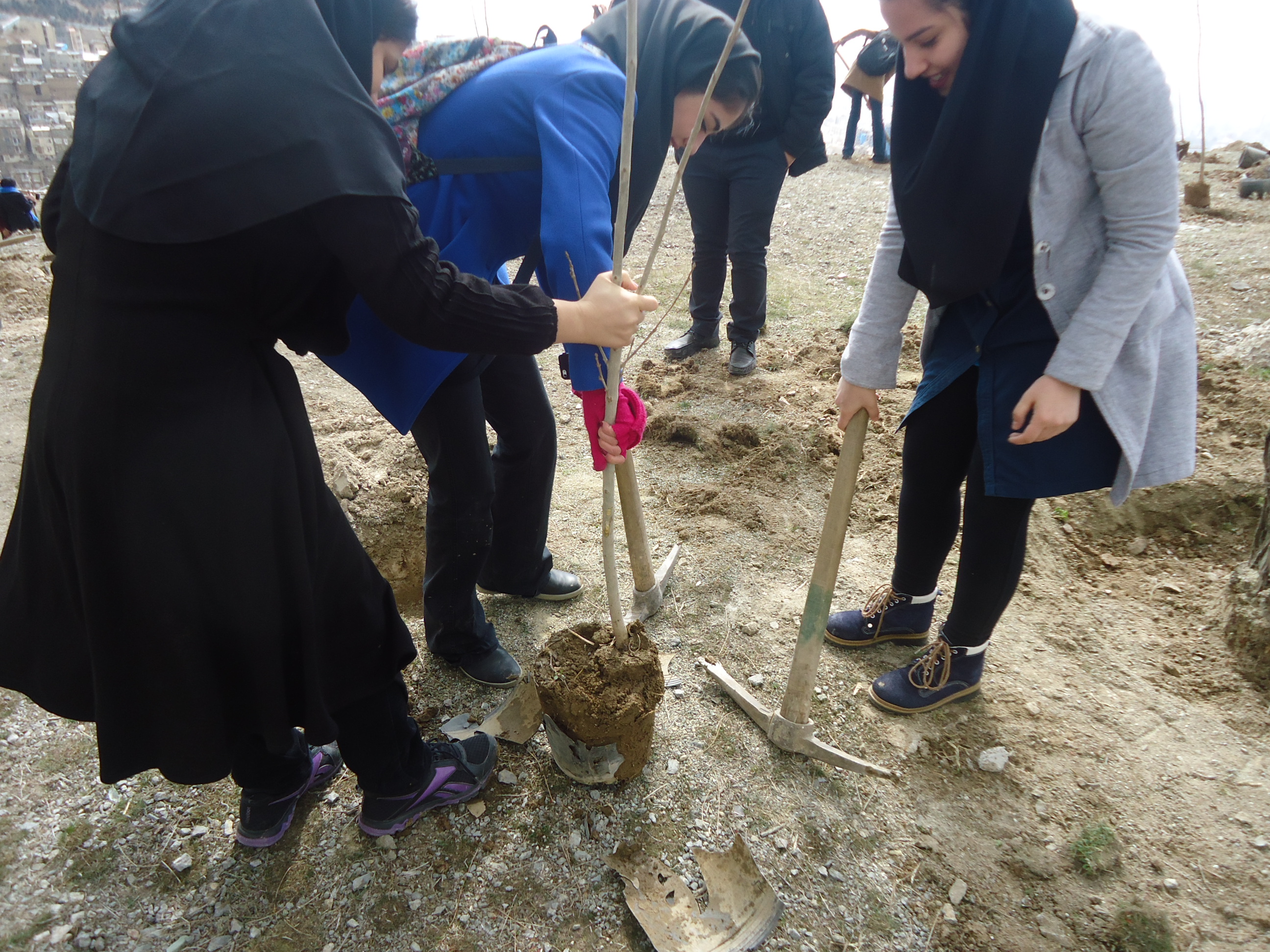 کاشت نهال توسط دانشجویان دانشگاه علوم پزشکی شهید بهشتی در روز درختکاری
